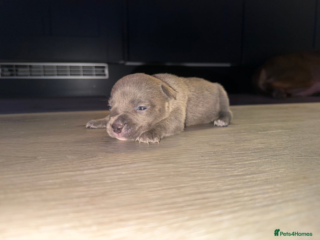 American Bully dogs for sale: 10 beautiful American Bullies🤍 - Advert 10
