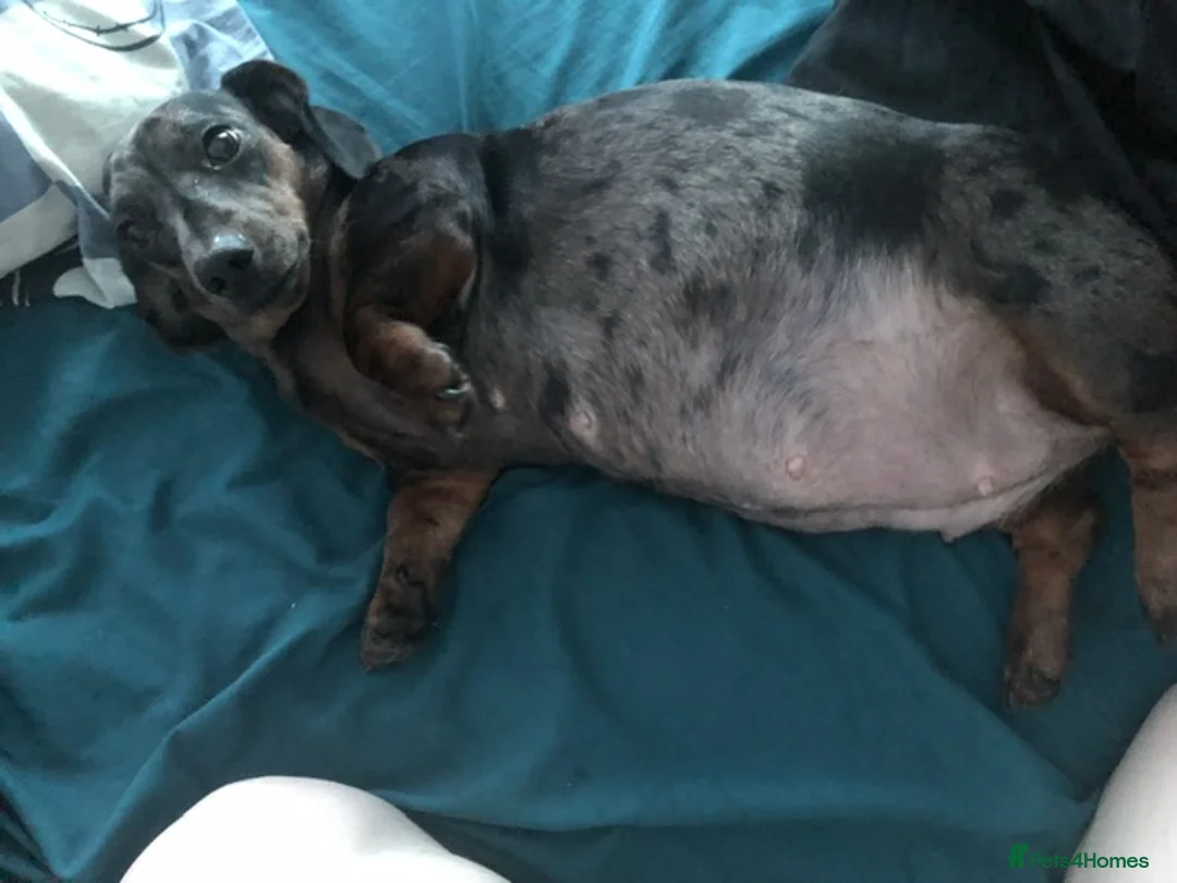 Miniature Dachshund dogs for sale: Miniature Dachshund Puppies - Advert 19