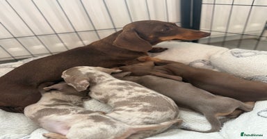 Miniature Dachshund dogs - Advert 5