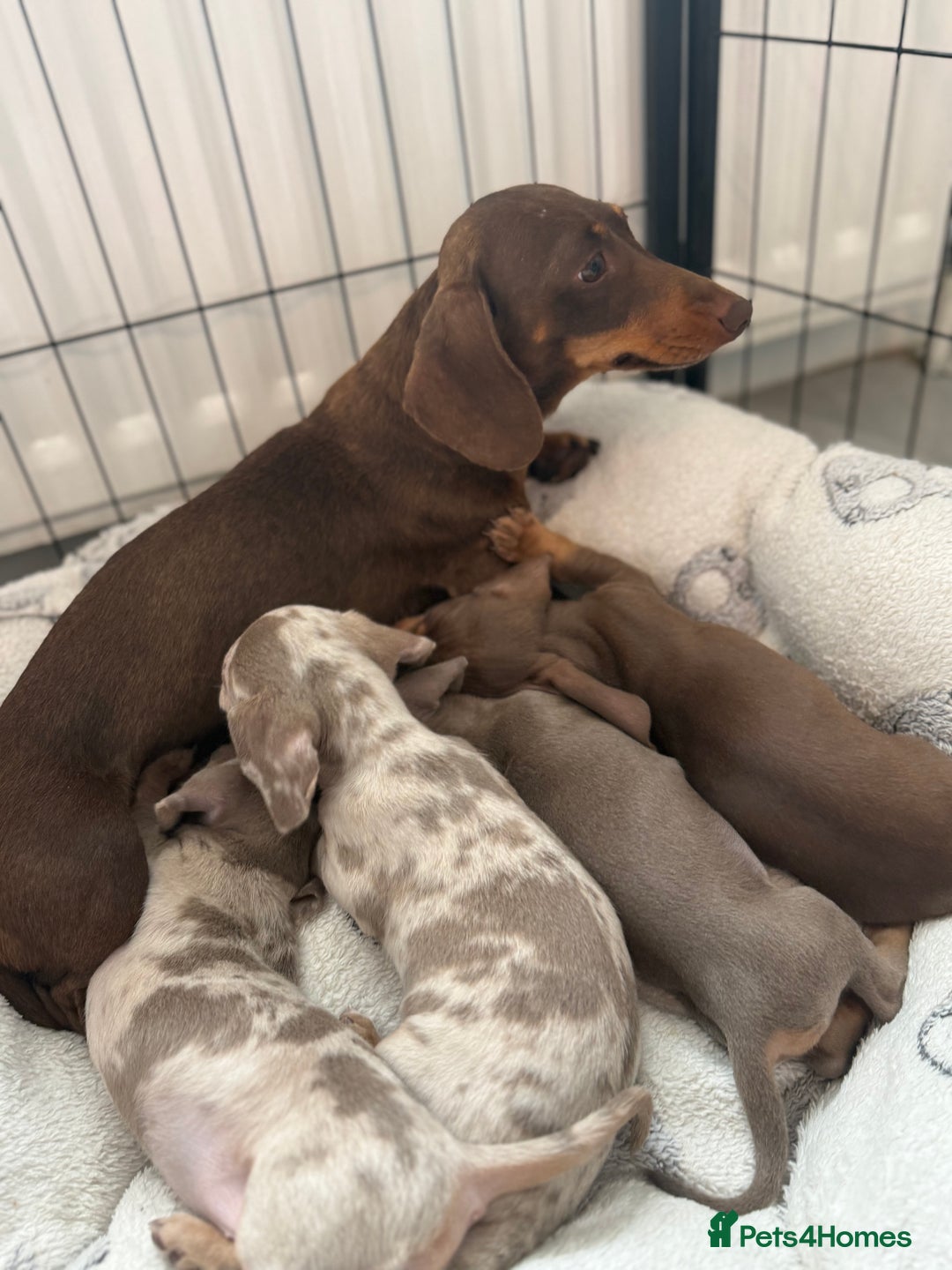 Miniature Dachshund dogs for sale: Stunning Kennel Club Registered Litter - Image 4