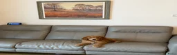 Standard Poodle dogs for sale: Standard Poodle last boy ready now-reduced price - Advert 5