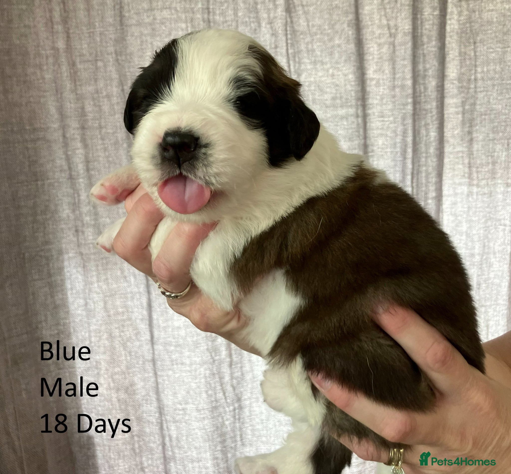 Saint Bernard dogs Pedigree St Bernard Pups - Advert 2