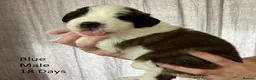 Saint Bernard dogs for sale: Pedigree St Bernard Pups in Blackwood - Advert 1