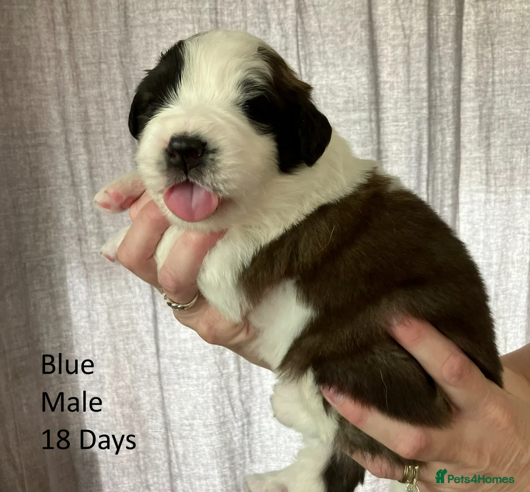 Saint Bernard dogs for sale: Pedigree St Bernard Pups in Blackwood - Advert 1