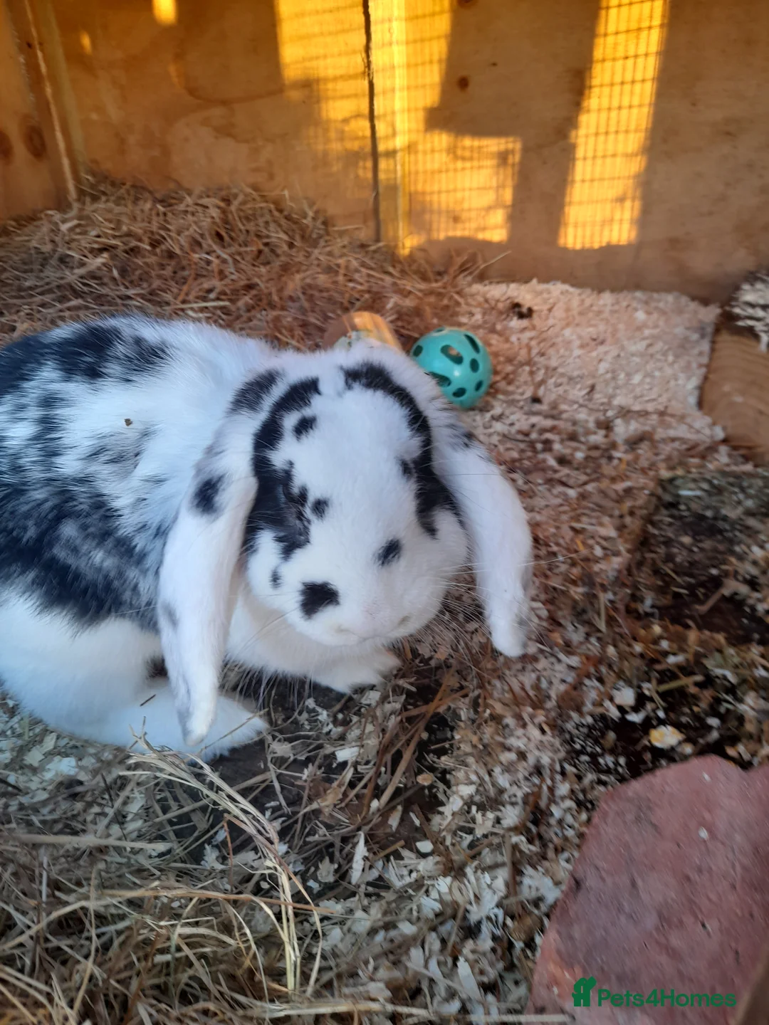 French Lop rabbits for sale: Beautiful  French Lops  (BRC) - Advert 1
