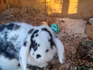 French Lop rabbits Beautiful French Lops (BRC) - Advert 11
