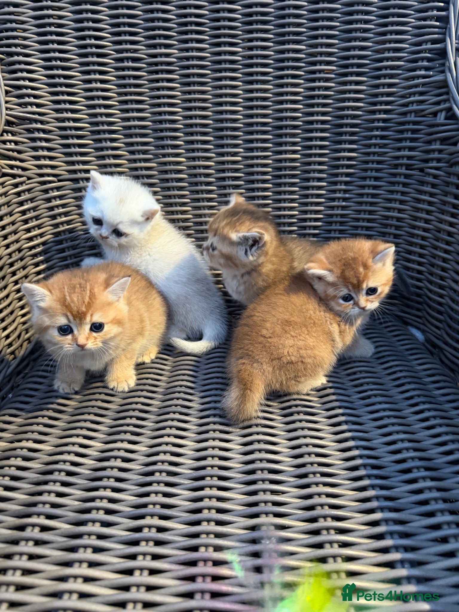 British Shorthair cats Golden & Silver BSH. 100% Pure pedigree Registered - Advert 1