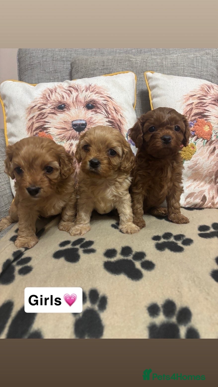 Cavapoochon dogs 6 Gorgeous Cavapoochon Puppies 💙💗 - Advert 4