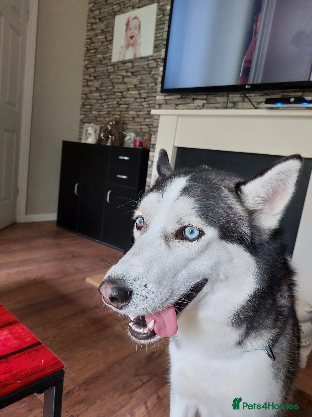 Siberian Husky dogs for stud: BLUE EYED HUSKY FOR STUD in Doncaster - Advert 16
