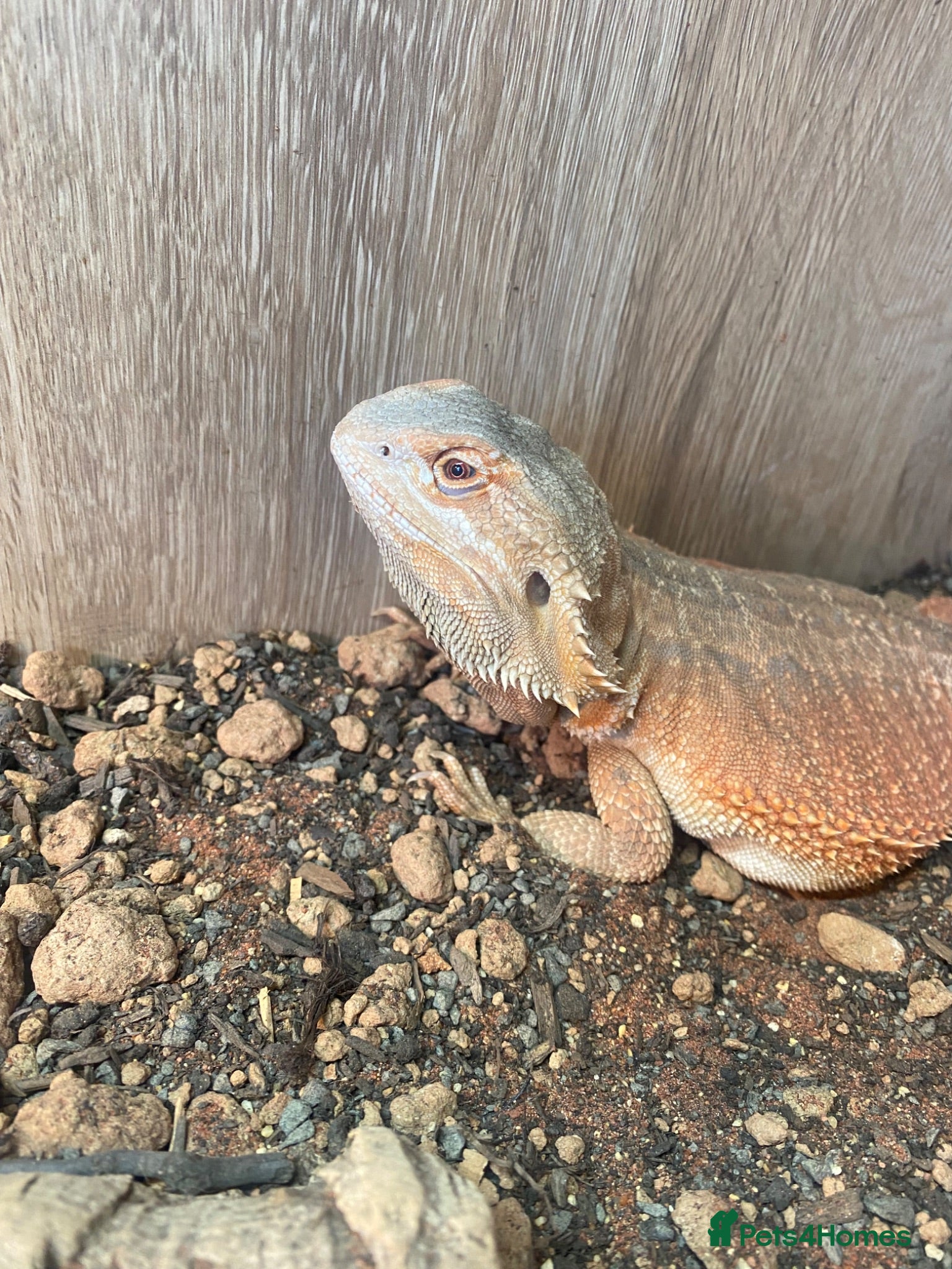 Bearded Dragon reptiles Female Bearded Dragon with setup - Advert 2