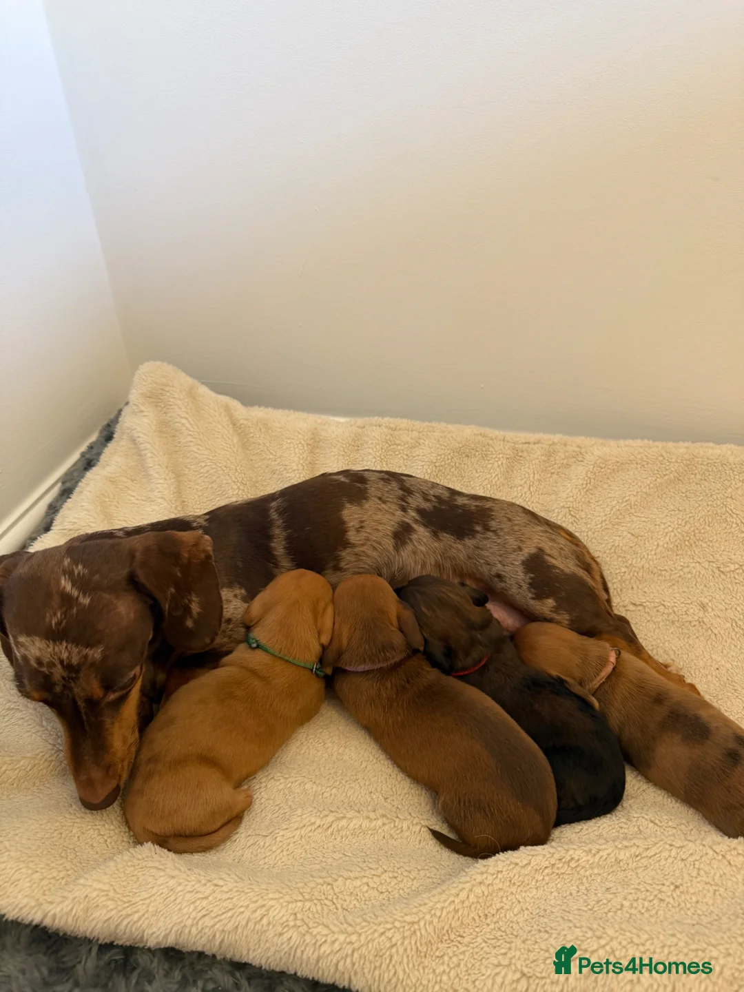 Miniature Dachshund dogs for sale: Miniature Dachshund Puppies - Advert 5
