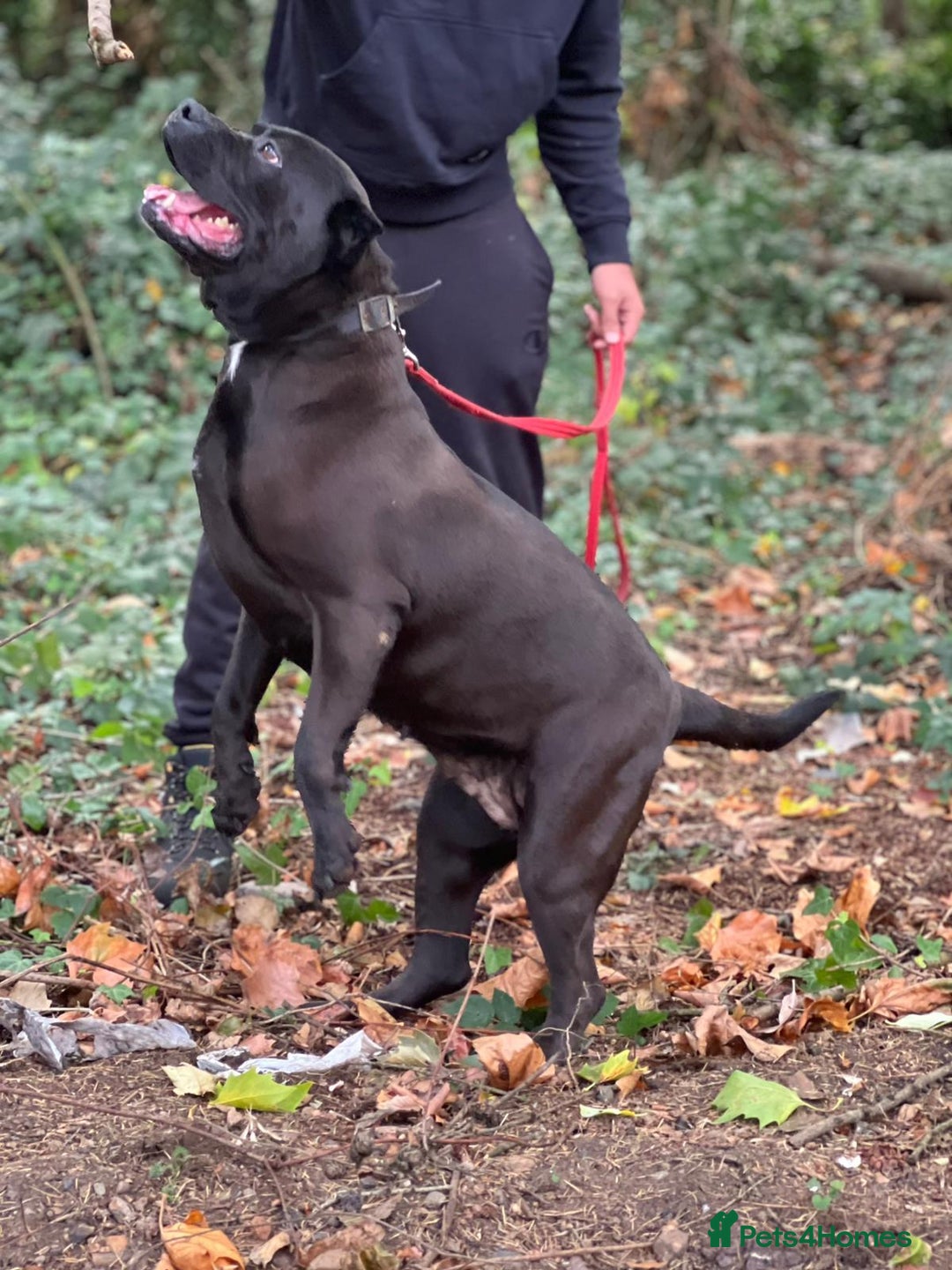 Presa Canario dogs for sale: Presa canario female - Image 3