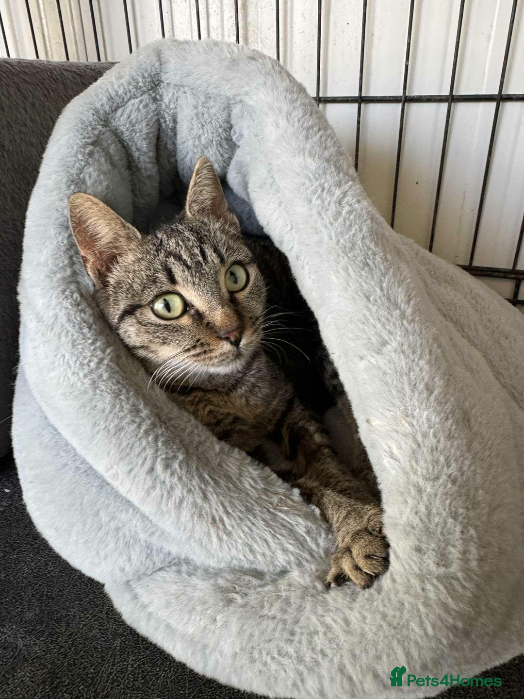 Mixed Breed cats for adoption: Flo - Norwich Norfolk  - Advert 3