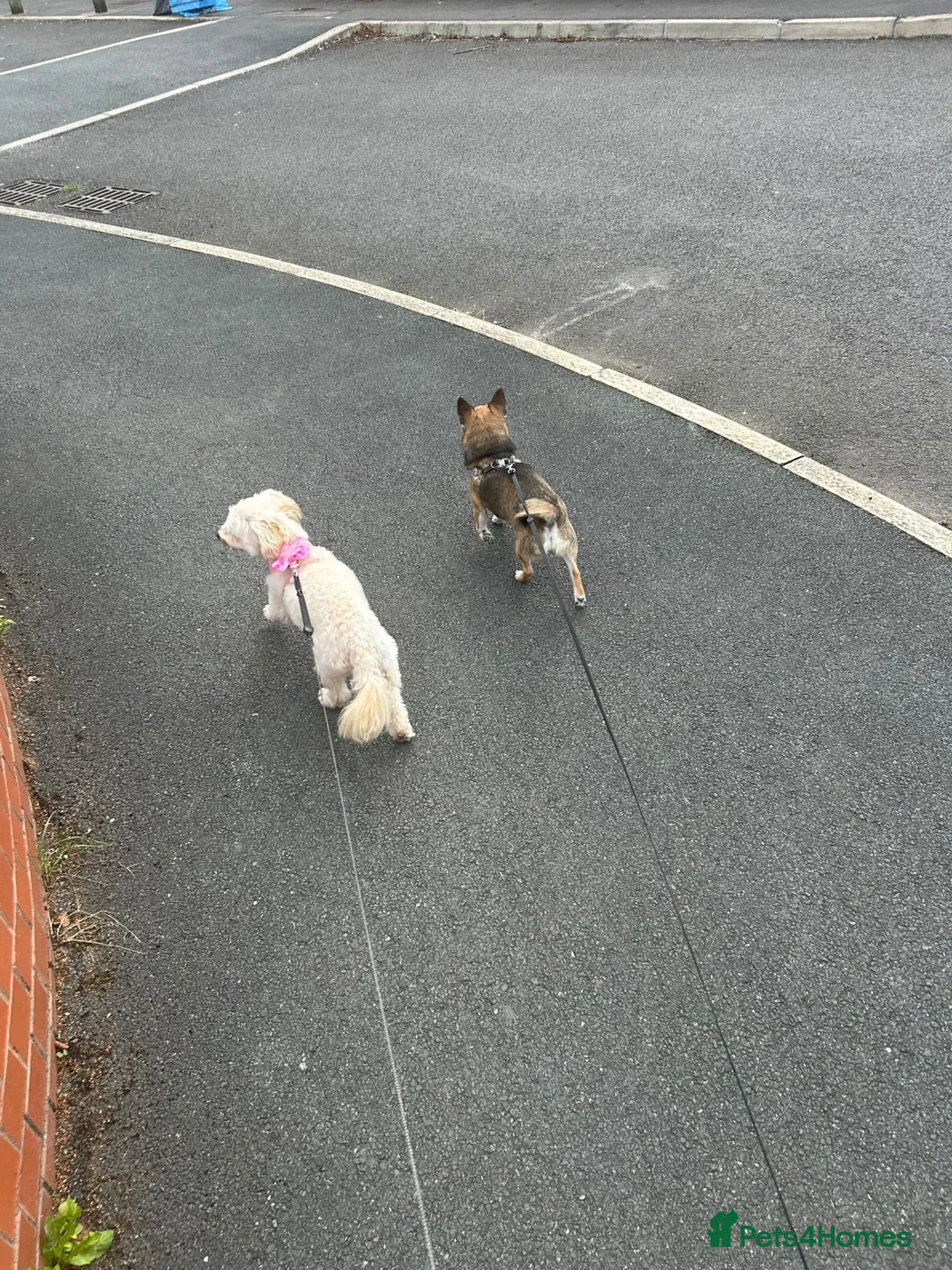 Chihuahua dogs for sale: Milo - Looking for a new home  in Warrington - Advert 2