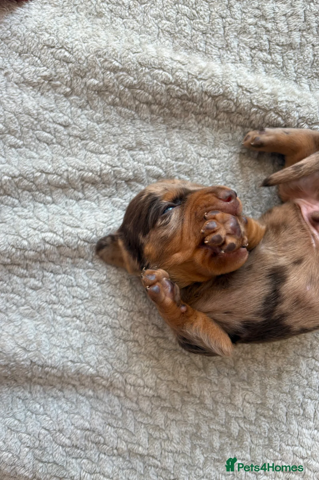 Miniature Dachshund dogs for sale: Kc registered PRA clear miniature dachshund - Advert 2