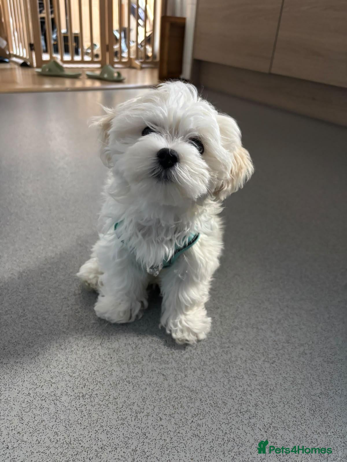 Maltese dogs for sale: 🐾One Beautiful Maltese Puppy Looking for a Home🐾 - Advert 1