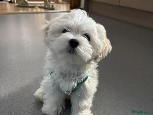 Maltese dogs for sale: 🐾One Beautiful Maltese Puppy Looking for a Home🐾 - Advert 1