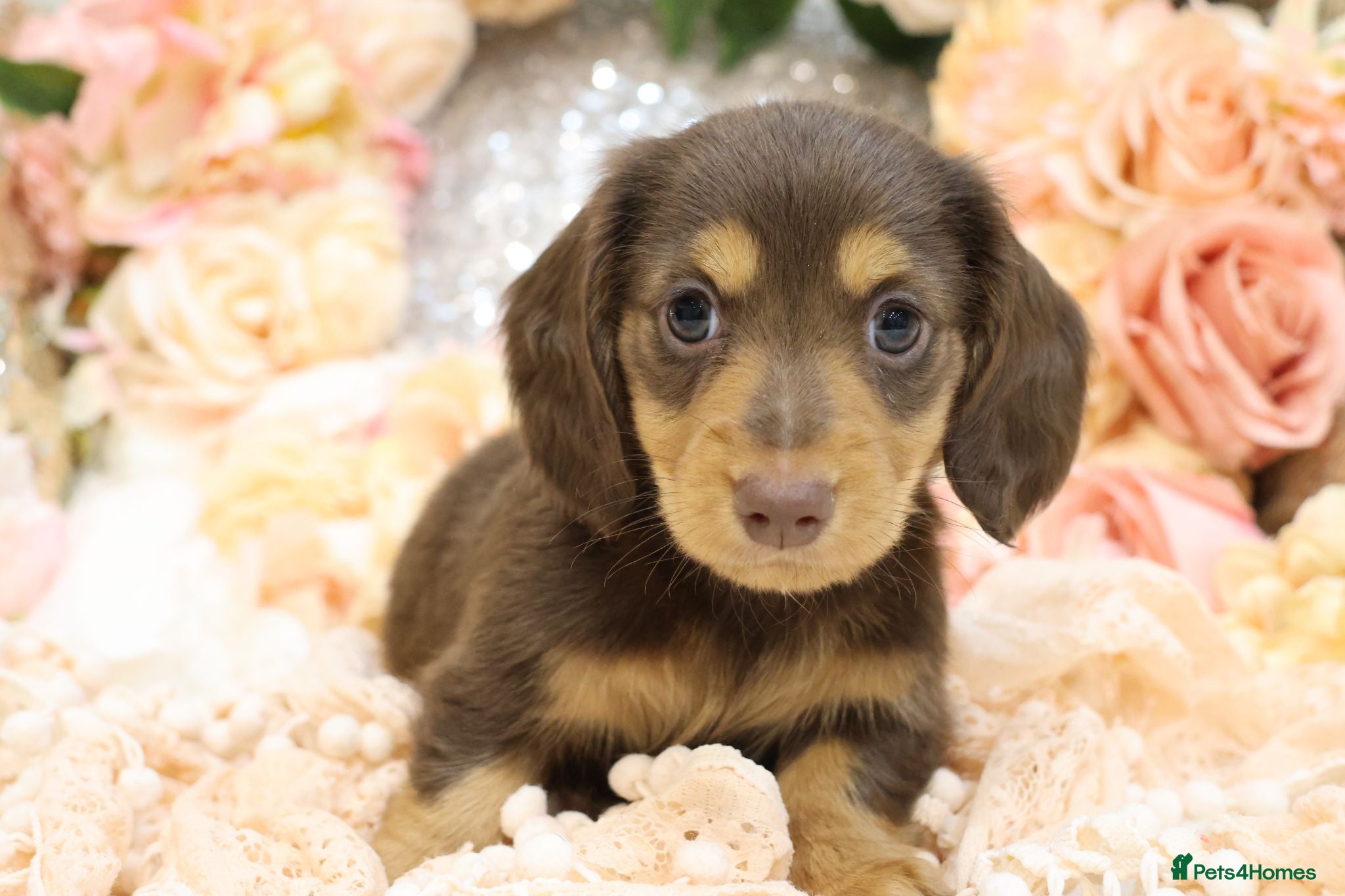 Miniature Dachshund dogs KC Longhair Miniature Dachshunds - Advert 2