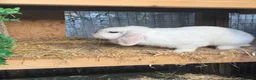 Mini Lop rabbits for sale: Female mini lop - Advert 3
