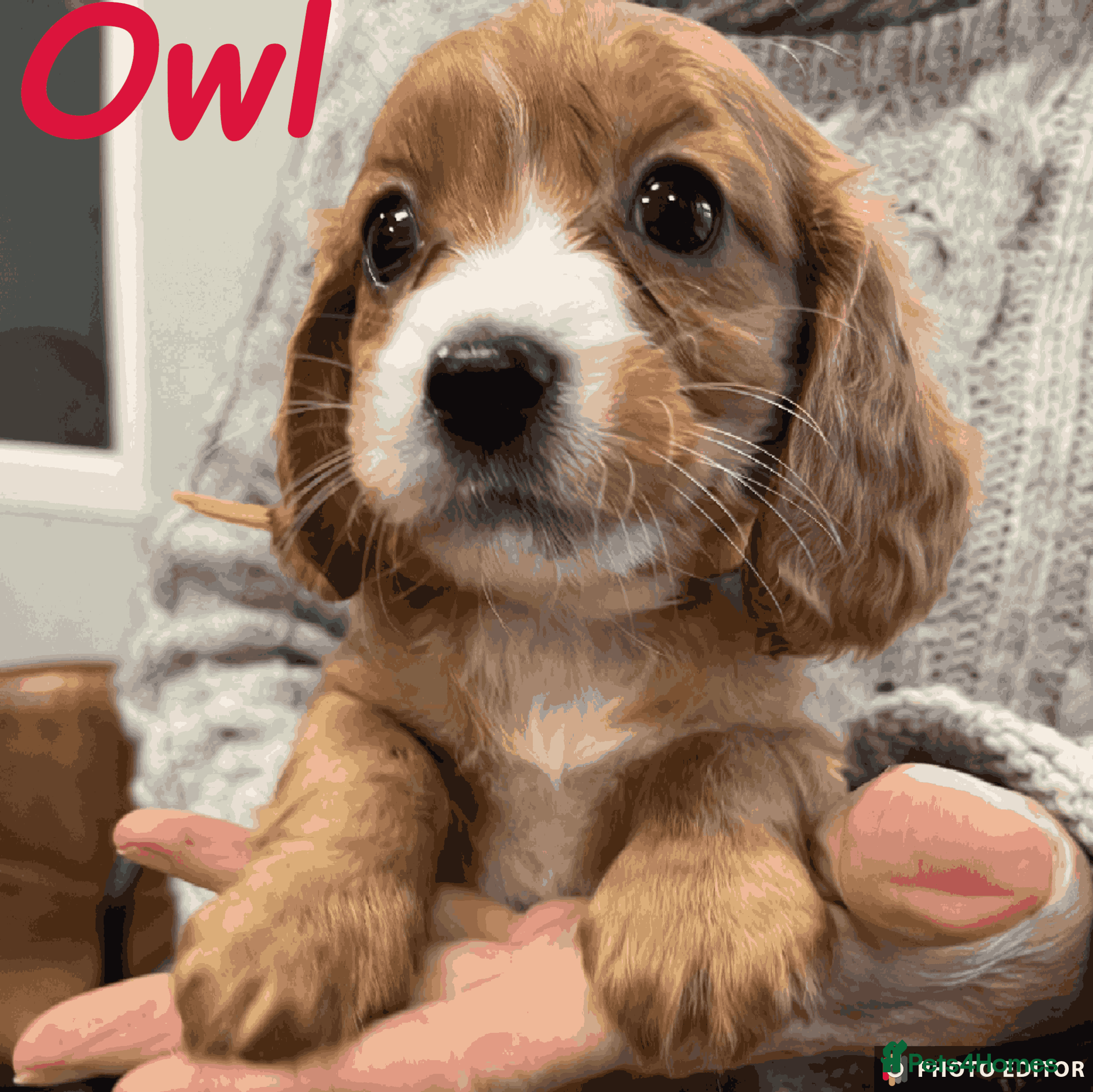 Cockalier dogs Adorable Cockalier Puppies - Advert 4