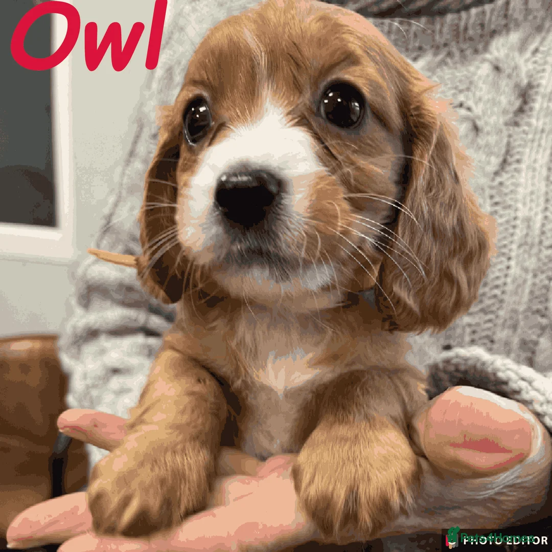 Cockalier dogs for sale: Adorable Cockalier Puppies - Advert 1