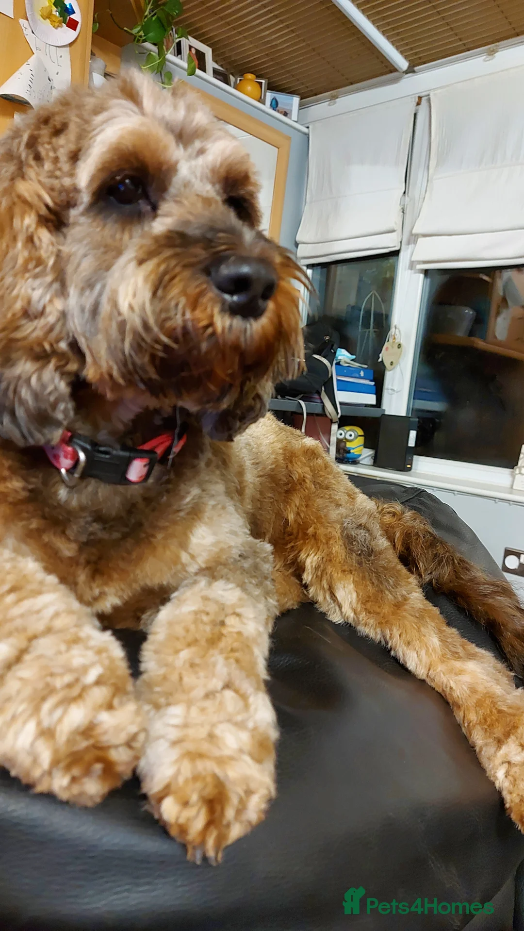 Gallery Image {{count}}