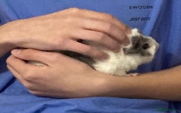 Guinea Pig rodents for sale: Male guinea pigs with cage and accessories  - Image 3