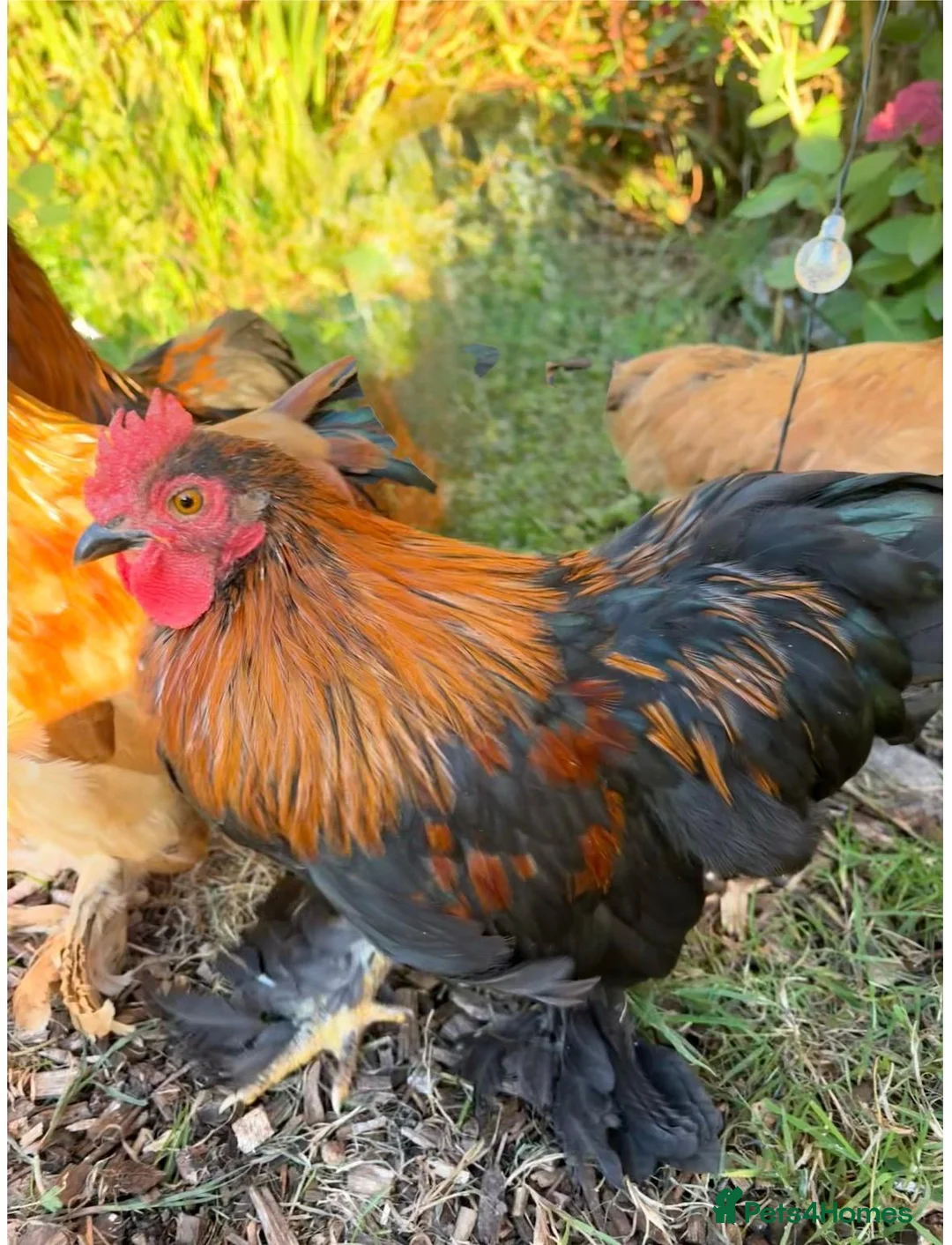 Chickens poultry for sale: Pekin Bantam Cockerels (13 weeks old) - Advert 4