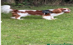 Cavalier King Charles Spaniel dogs for sale: KC CAVALIER KING CHARLES  - Image 15