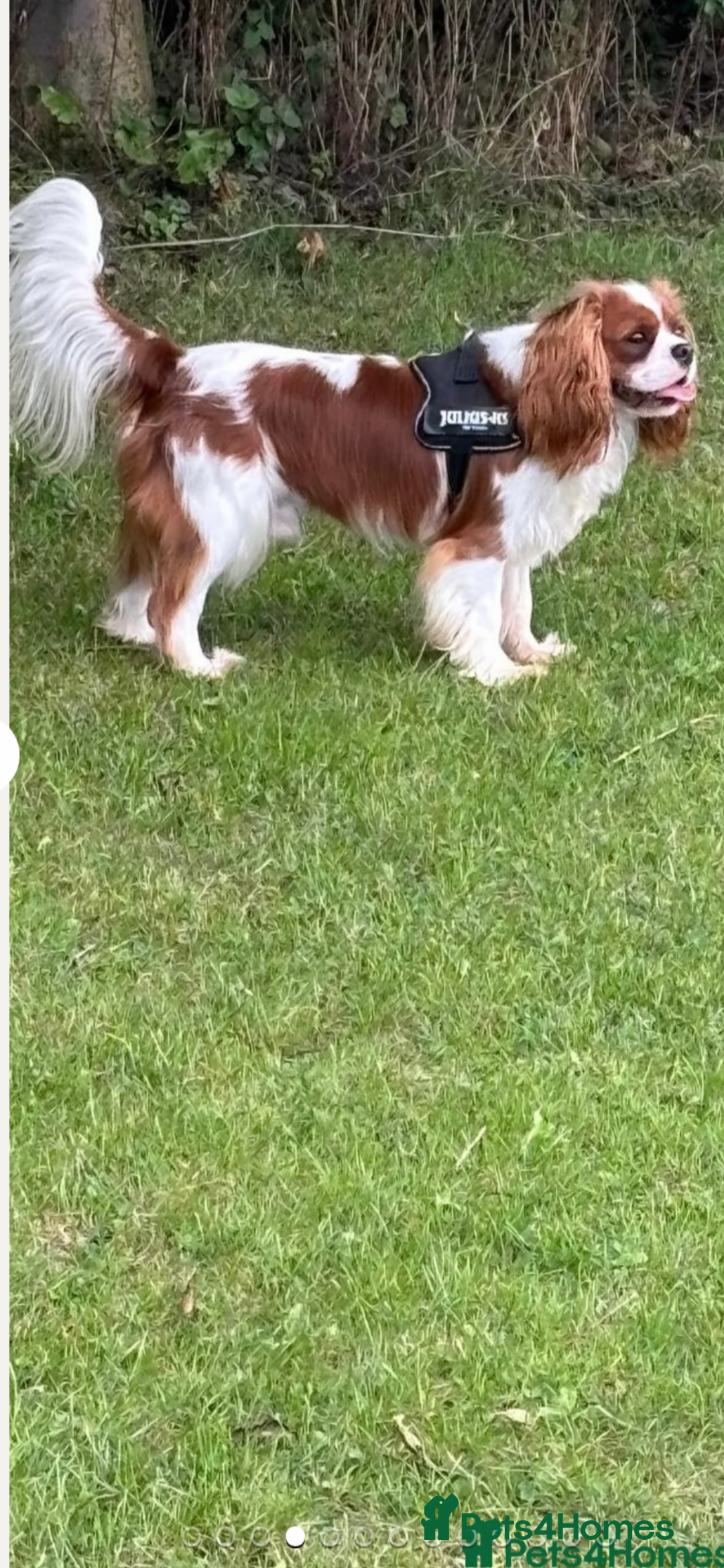 Cavalier King Charles Spaniel dogs for sale: KC CAVALIER KING CHARLES  - Image 15