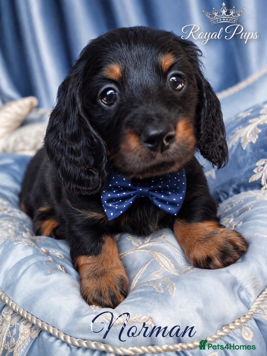 Miniature Dachshund dogs KC Pedigree Long Hair Mini Dachshund boy & girls - Advert 14