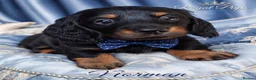 Miniature Dachshund dogs for sale: KC Pedigree Long Hair Mini Dachshund boy & girls - Advert 3