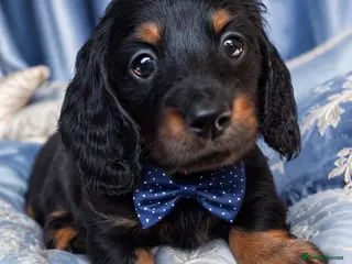 Miniature Dachshund dogs KC Pedigree Long Hair Mini Dachshund boy & girls - Advert 14