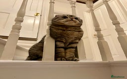 Scottish Fold cats for sale: Loving home wanted for 2 Scottish Fold boys - Image 11