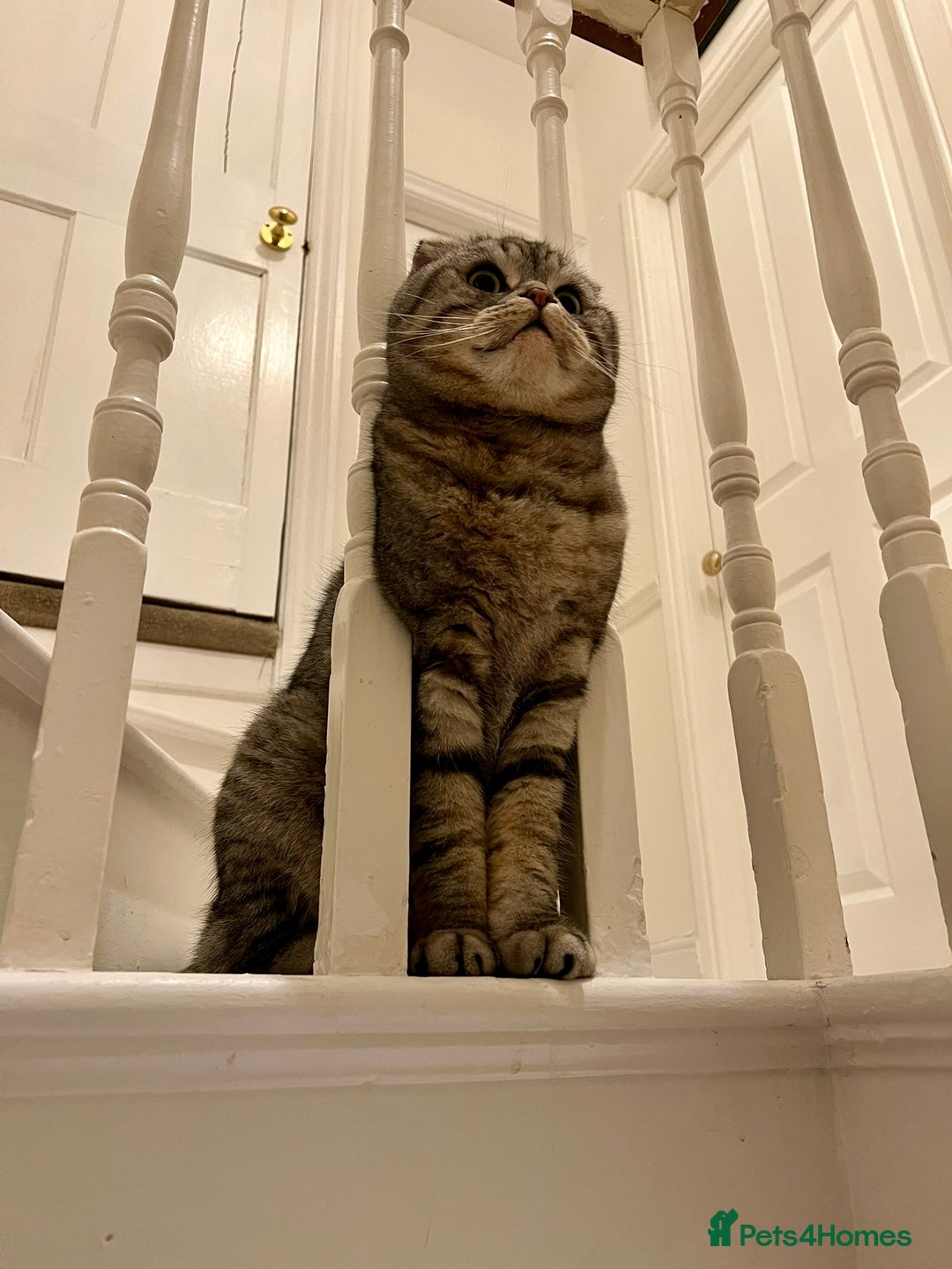 Scottish Fold cats for sale: Loving home wanted for 2 Scottish Fold boys - Image 11