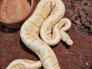 Python Snake reptiles for sale - Advert 1