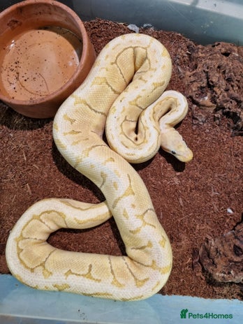 Python Snake reptiles - Advert 7