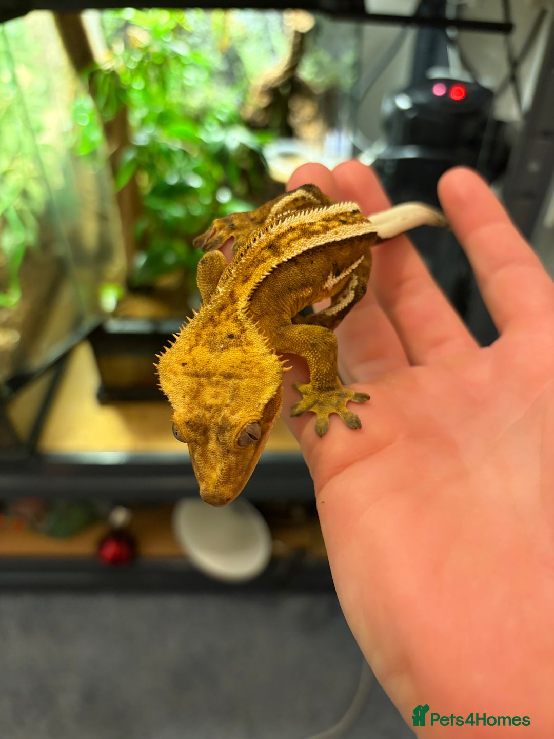 Gecko reptiles for sale: Orange Phantom Pinstripe - Advert 1