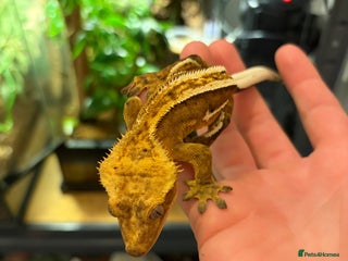 Gecko reptiles Orange Phantom Pinstripe - Advert 1