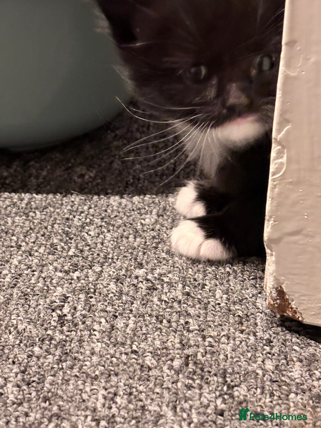 Mixed Breed cats for sale: Beautiful mix breed kittens - Advert 10