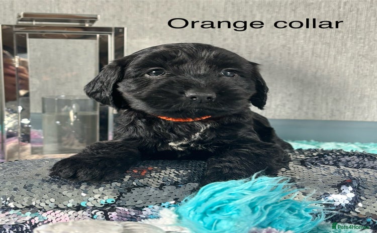 Mixed Breed dogs - Advert 1
