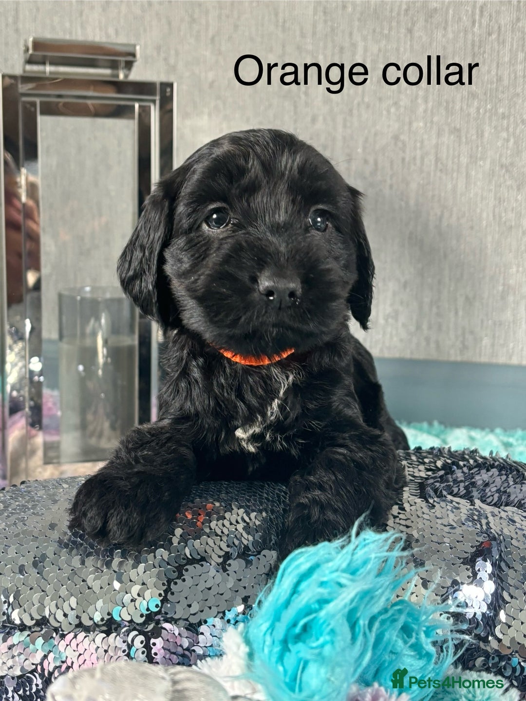 Mixed Breed dogs for sale: Springer spaniel X F1 Cockapoo  - Image 1