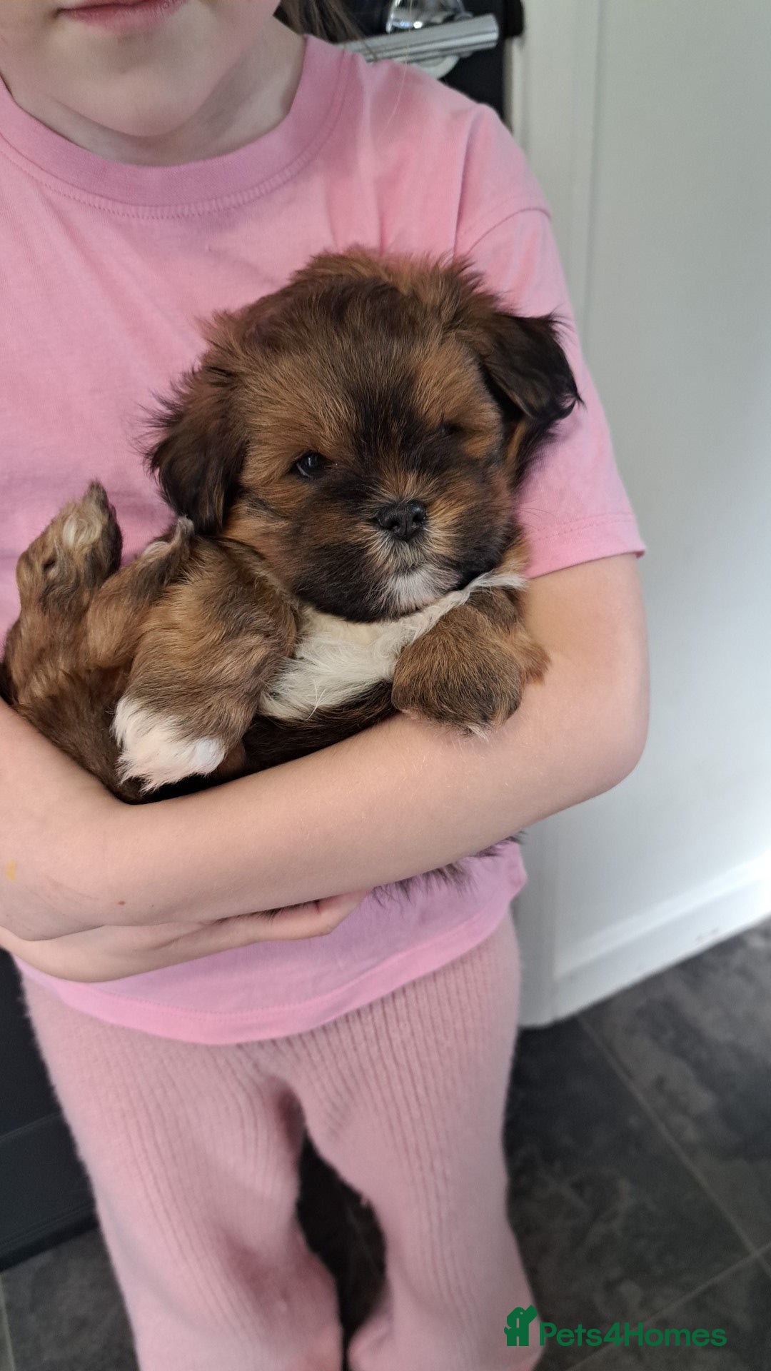 Lhasa Apso dogs 1 GORGEOUS BOY NEEDS HIS FOREVER HOME 🏡 🩵 - Advert 3