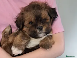 Lhasa Apso dogs 1 GORGEOUS BOY NEEDS HIS FOREVER HOME 🏡 🩵 - Advert 3