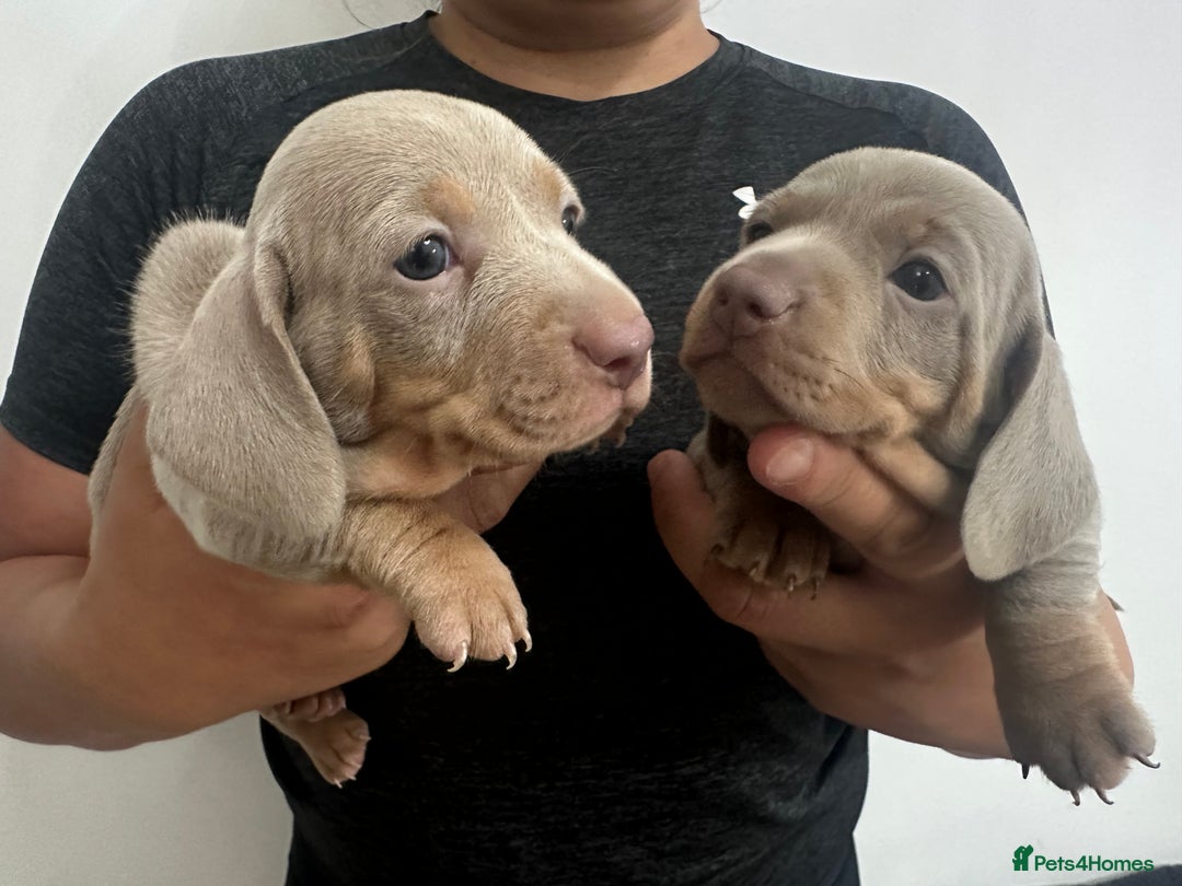 Miniature Dachshund dogs for sale: Adorable litter ready August 22nd ❤️❤️❤️💙  - Image 6