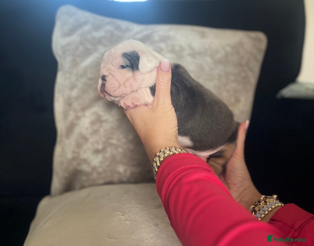 Old Tyme Bulldog dogs for sale: Rainbow litter of stunning old tyme bulldogs  - Image 9