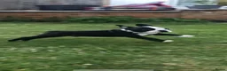 Boston Terrier dogs for stud: Mickey Mouse🐁proven kc (for stud) - Advert 9