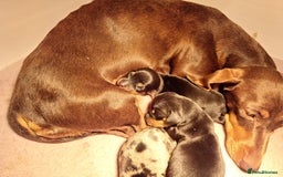 Miniature Dachshund dogs for sale: Beautiful Miniature Dachshund Puppies  - Image 23