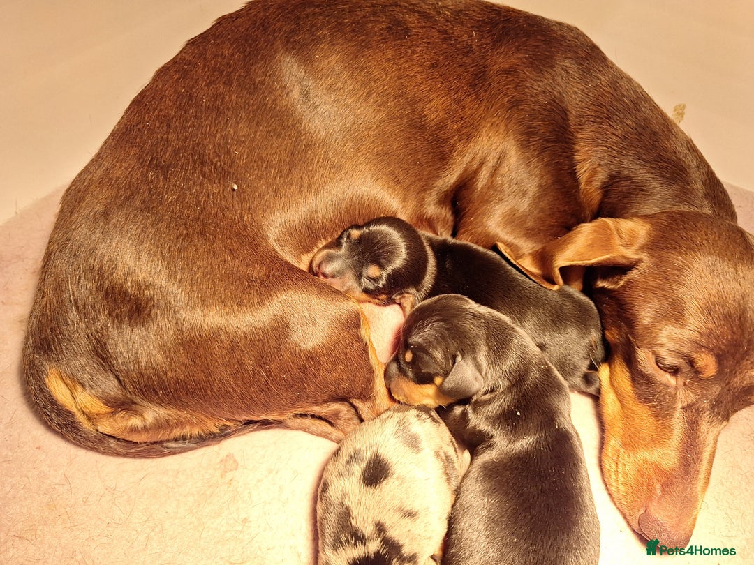 Miniature Dachshund dogs for sale: Beautiful Miniature Dachshund Puppies  - Image 23