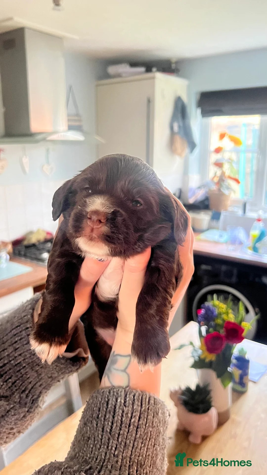 Cocker Spaniel dogs for sale: Well Bred working cocker spaniel bitches  - Advert 7